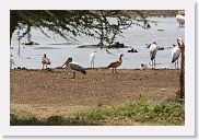 03LakeManyara - 49 * Egyptian Goose.